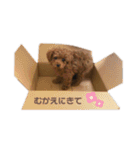 トイプードルの茶々丸（個別スタンプ：25）