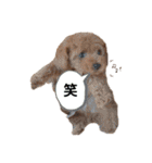 トイプードルの茶々丸（個別スタンプ：40）