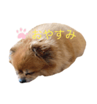コロコロしーくん（個別スタンプ：1）