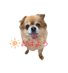 コロコロしーくん（個別スタンプ：2）