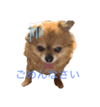 コロコロしーくん（個別スタンプ：3）