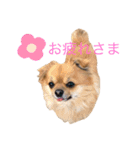 コロコロしーくん（個別スタンプ：7）