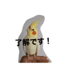 部長のぶーちゃん（個別スタンプ：3）