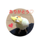 部長のぶーちゃん（個別スタンプ：4）