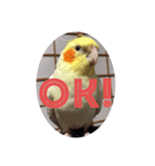 部長のぶーちゃん（個別スタンプ：7）