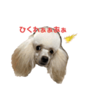 おしゃま"ぷーどるず"（個別スタンプ：5）