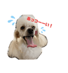 おしゃま"ぷーどるず"（個別スタンプ：7）