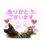 バステト敬語✨（個別スタンプ：1）
