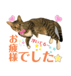 バステト敬語✨（個別スタンプ：3）