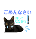 バステト敬語✨（個別スタンプ：4）