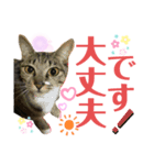 バステト敬語✨（個別スタンプ：6）