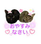 バステト敬語✨（個別スタンプ：8）
