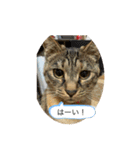 こばんスタンプ3（個別スタンプ：1）