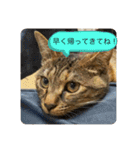 こばんスタンプ3（個別スタンプ：4）