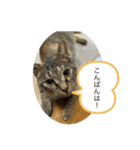 こばんスタンプ3（個別スタンプ：13）