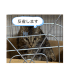 こばんスタンプ3（個別スタンプ：20）
