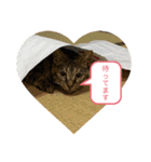 こばんスタンプ3（個別スタンプ：22）