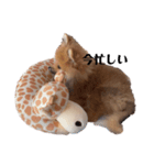 ポメのくーちゃん（個別スタンプ：1）