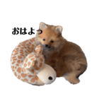 ポメのくーちゃん（個別スタンプ：2）
