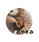ポメのくーちゃん（個別スタンプ：3）