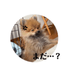 ポメのくーちゃん（個別スタンプ：6）
