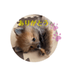 ポメのくーちゃん（個別スタンプ：8）