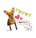 ミニピン こびきNo.2（個別スタンプ：1）