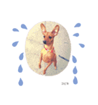 ミニピン こびきNo.2（個別スタンプ：4）