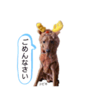 ミニピン こびきNo.2（個別スタンプ：9）