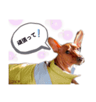 ミニピン こびきNo.2（個別スタンプ：17）