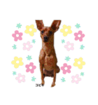 ミニピン こびきNo.2（個別スタンプ：18）