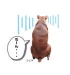 ミニピン こびきNo.2（個別スタンプ：24）