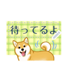 柴犬メッセージ(日本版)（個別スタンプ：3）