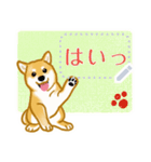 柴犬メッセージ(日本版)（個別スタンプ：8）