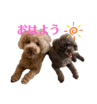 トイプードル 日常スタンプ（個別スタンプ：2）