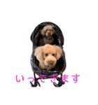 トイプードル 日常スタンプ（個別スタンプ：7）