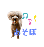 トイプードル 日常スタンプ（個別スタンプ：10）