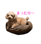 トイプードル 日常スタンプ（個別スタンプ：14）