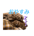 トイプードル 日常スタンプ（個別スタンプ：16）