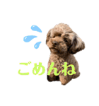 トイプードル 日常スタンプ（個別スタンプ：20）