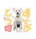 柴犬×プードル mix エースくん（個別スタンプ：1）