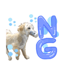 柴犬×プードル mix エースくん（個別スタンプ：3）