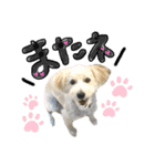柴犬×プードル mix エースくん（個別スタンプ：4）