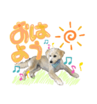 柴犬×プードル mix エースくん（個別スタンプ：5）