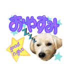 柴犬×プードル mix エースくん（個別スタンプ：6）