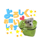 柴犬×プードル mix エースくん（個別スタンプ：7）