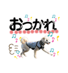 柴犬×プードル mix エースくん（個別スタンプ：8）