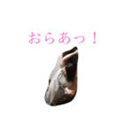 ごうせスタンプ（個別スタンプ：3）