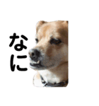 ギャンかわ犬まる#1（個別スタンプ：1）