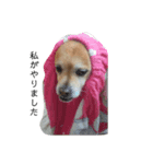 ギャンかわ犬まる#1（個別スタンプ：2）